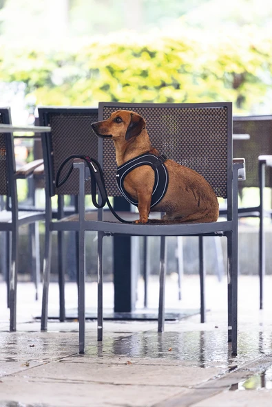 Beeztees Köpek Göğüs Tasması, Neopren, Siyah, XS, 30-35cm - Resim 7