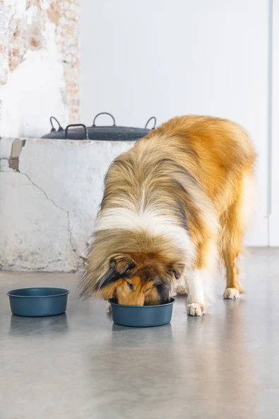 Beeztees DBL Köpek Mama Su Kabı, Mat Siyah Paslanmaz Çelik, 20cm, 1,9L - Resim 11