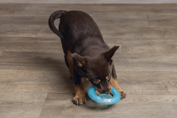 Beeztees Yavru Köpek Oyuncağı, Diş Kaşıma için Soğutulabilir, TPR, Mavi, 10x10x2,3cm - Resim 5