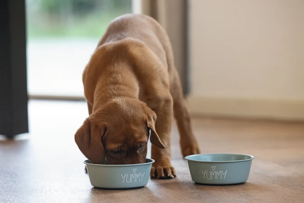 Beeztees Yavru Köpek Mama Su Kabı, Paslanmaz Çelik, Kaymaz Taban, Turkuaz, 13cm, 470ml - Resim 3