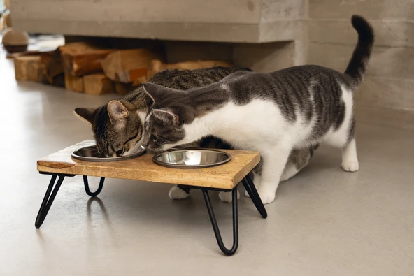 Beeztees DBL Kedi İkili Mama ve Su Kabı, Paslanmaz Çelik, Beyaz, 31x16x10cm, 2x350ml - Resim 8