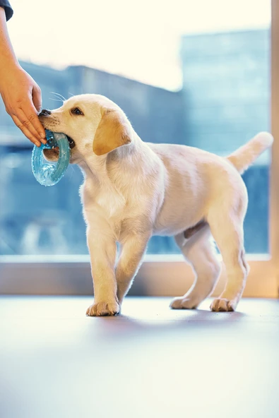 Beeztees Yavru Köpek Oyuncağı, Diş Kaşıma için Soğutulabilir, TPR, Mavi, 10x10x2,3cm - Resim 3