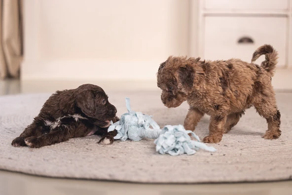 Beeztees Yavru Köpek Oyuncağı, Çift Düğümlü Diş İpi, Peluş, Mavi, 20x6x4,5cm - Resim 6