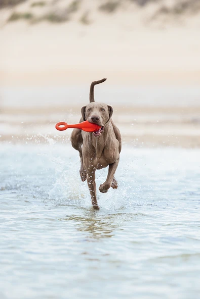 Beeztees Köpek Oyuncağı, Yüzen, Şamandıra, TPR, Kırmızı, 28x13x8cm - Resim 4