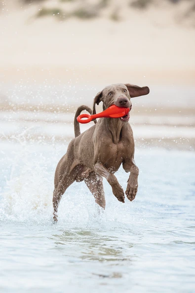 Beeztees Köpek Oyuncağı, Yüzen, Şamandıra, TPR, Kırmızı, 28x13x8cm - Resim 3