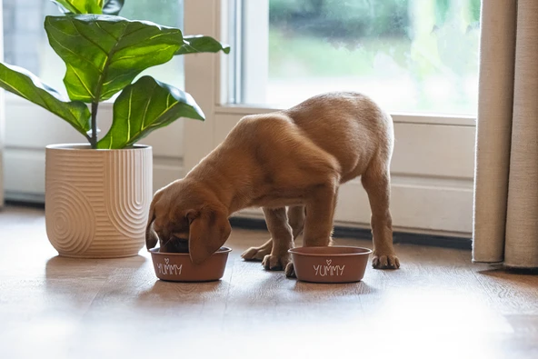 Beeztees Yavru Köpek Mama Su Kabı, Paslanmaz Çelik, Kaymaz Taban, Kiremit, 13cm, 470ml - Resim 2