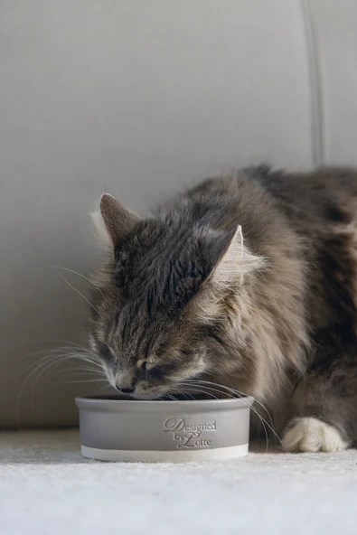 Beeztees DBL Kedi Mama Su Kabı, Seramik, Mat Gri, 12cm, 300ml - Resim 2