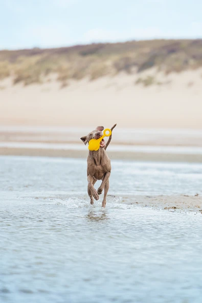 Beeztees Köpek Oyuncağı, Yüzen, Şamandıra, TPR, Sarı, 28x13x8cm - Resim 2