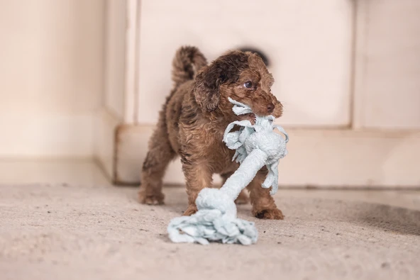 Beeztees Yavru Köpek Oyuncağı, Çift Düğümlü Diş İpi, Peluş, Mavi, 20x6x4,5cm - Resim 4