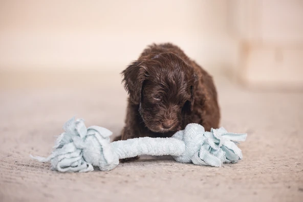 Beeztees Yavru Köpek Oyuncağı, Çift Düğümlü Diş İpi, Peluş, Mavi, 20x6x4,5cm - Resim 9