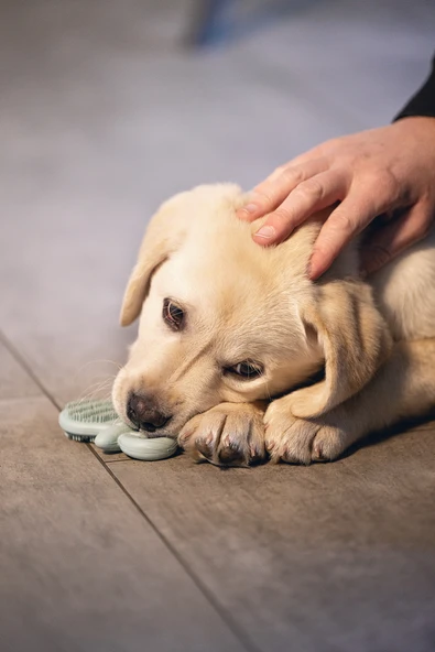 Beeztees Yavru Köpek Oyuncağı, Diş Kaşıma, Kauçuk, Yeşil, 9,5x5,5x2cm - Resim 2