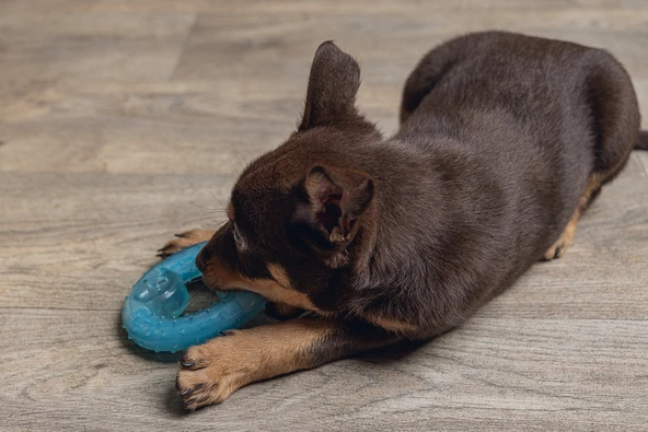 Beeztees Yavru Köpek Oyuncağı, Diş Kaşıma için Soğutulabilir, TPR, Mavi, 10x10x2,3cm - Resim 6