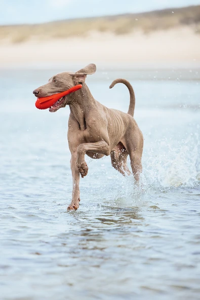 Beeztees Köpek Oyuncağı, Yüzen, Şamandıra, TPR, Kırmızı, 28x13x8cm - Resim 2