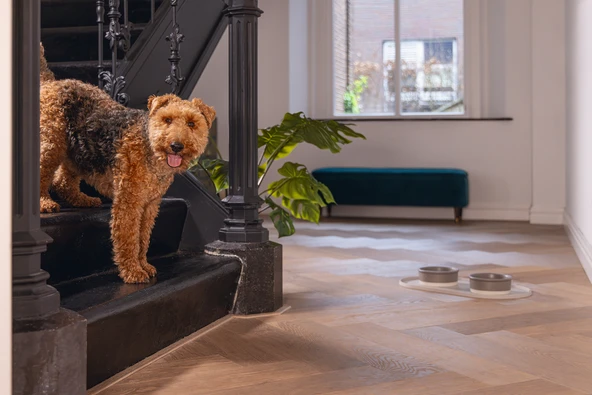 Beeztees DBL Mama Su Kabı Servisi, Silikon, Kaymaz, Bej, 55x30x1,7cm - Resim 7