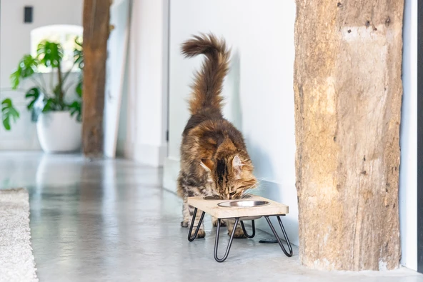 Beeztees DBL Kedi İkili Mama ve Su Kabı, Paslanmaz Çelik, Beyaz, 31x16x10cm, 2x350ml - Resim 7