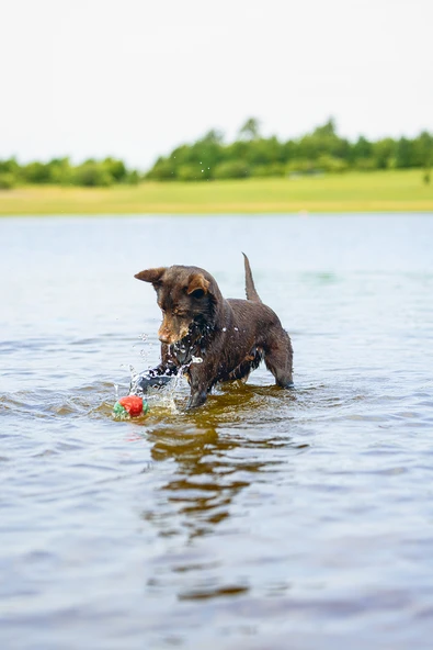 Beeztees Köpek Oyuncağı, Yüzen, İçi Su Dolabilen Toplar, Mavi/Kırmızı, 3 Adet, 6,2cm - Resim 2