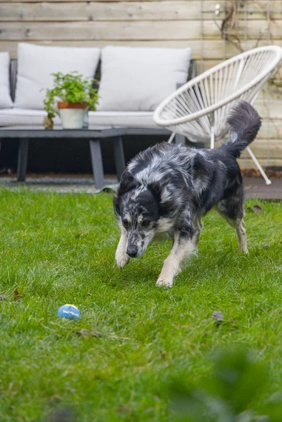 Beeztees Köpek Oyuncağı, Tenis Topu, Mavi/Sarı, 3 Adet, 6,3cm - Resim 5