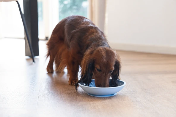 Beeztees Yavru Köpek Mama Yeme Oyuncağı, Silikon, Açık Mavi, 19cm - Resim 2