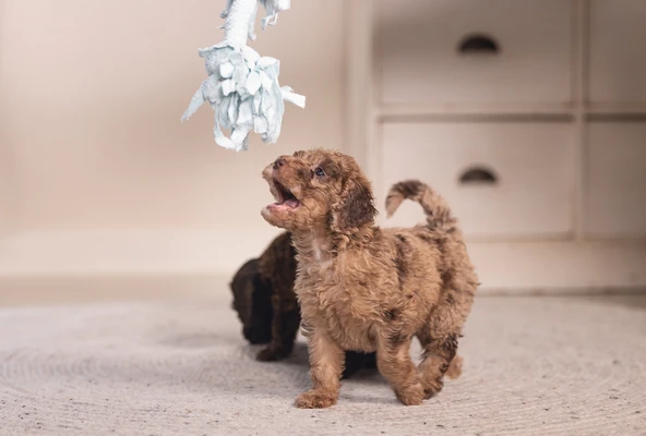 Beeztees Yavru Köpek Oyuncağı, Çift Düğümlü Diş İpi, Peluş, Mavi, 20x6x4,5cm - Resim 8