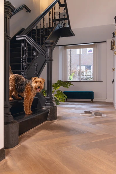 Beeztees DBL Mama Su Kabı Servisi, Silikon, Kaymaz, Bej, 55x30x1,7cm - Resim 6