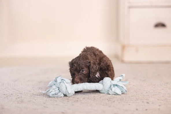 Beeztees Yavru Köpek Oyuncağı, Çift Düğümlü Diş İpi, Peluş, Mavi, 20x6x4,5cm - Resim 2