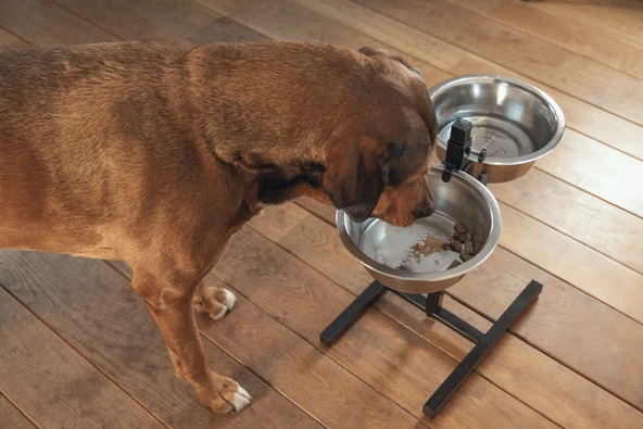 Beeztees Köpek İkili Mama Su Kabı, Ayaklı, Paslamaz Çelik, 28cm, 2x4,5L - Resim 3