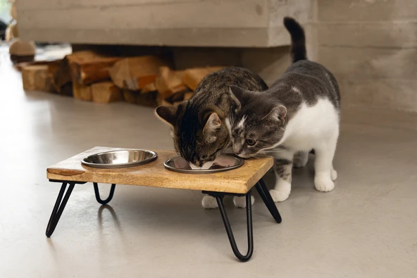 Beeztees DBL Kedi İkili Mama ve Su Kabı, Paslanmaz Çelik, Beyaz, 31x16x10cm, 2x350ml - Resim 4