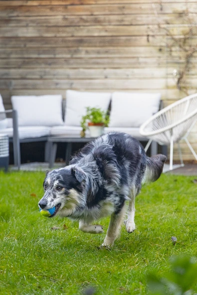 Beeztees Köpek Oyuncağı, Tenis Topu, Mavi/Sarı, 3 Adet, 6,3cm - Resim 4