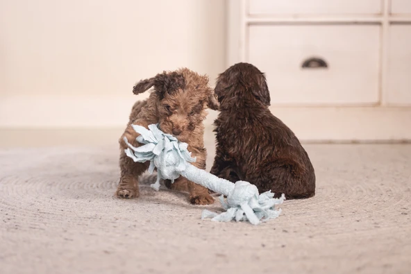 Beeztees Yavru Köpek Oyuncağı, Çift Düğümlü Diş İpi, Peluş, Mavi, 20x6x4,5cm - Resim 3