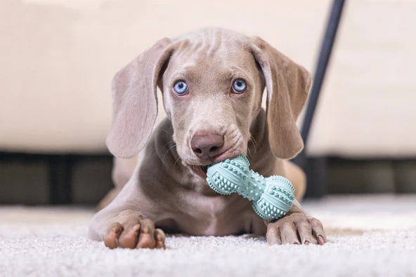 Beeztees Yavru Köpek Oyuncağı, Diş Kaşıma ve Masaj Dambıl, Kauçuk, Yeşil, 9cm - Resim 3