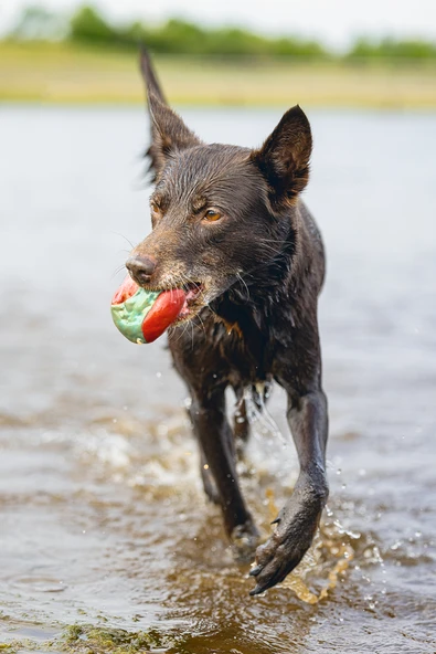 Beeztees Köpek Oyuncağı, Yüzen, İçi Su Dolabilen Toplar, Mavi/Kırmızı, 3 Adet, 6,2cm - Resim 5