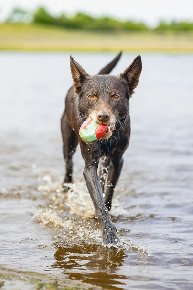 Beeztees Köpek Oyuncağı, Yüzen, İçi Su Dolabilen Toplar, Mavi/Kırmızı, 3 Adet, 6,2cm - Resim 4