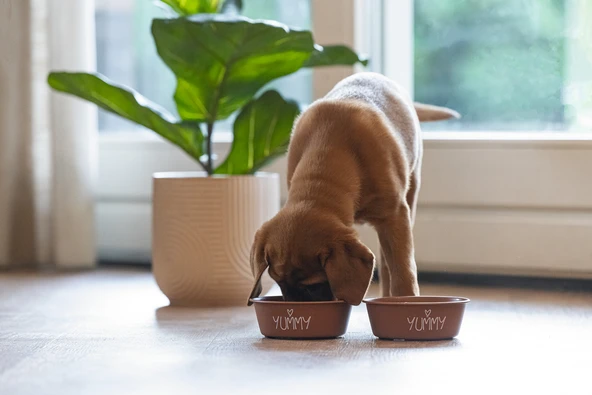 Beeztees Yavru Köpek Mama Su Kabı, Paslanmaz Çelik, Kaymaz Taban, Kiremit, 13cm, 470ml - Resim 3