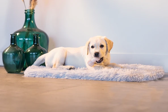 Beeztees Yavru Köpek Oyuncağı, Diş Kaşıma ve Masaj Dambıl, Kauçuk, Pembe, 9cm - Resim 4