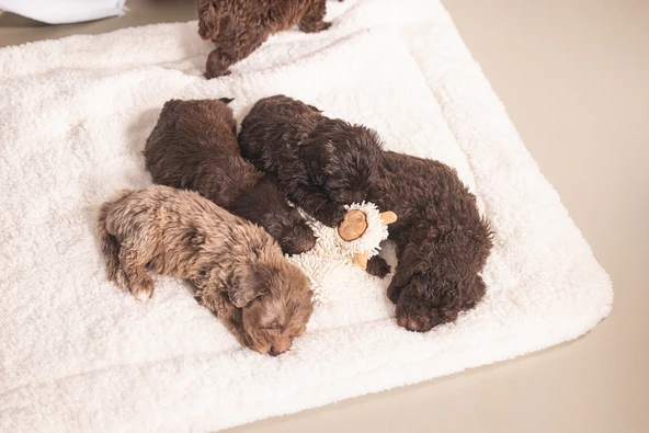 Beeztees Yavru Köpek Oyuncağı, Peluş, Beyaz, 37x28x4cm - Resim 4