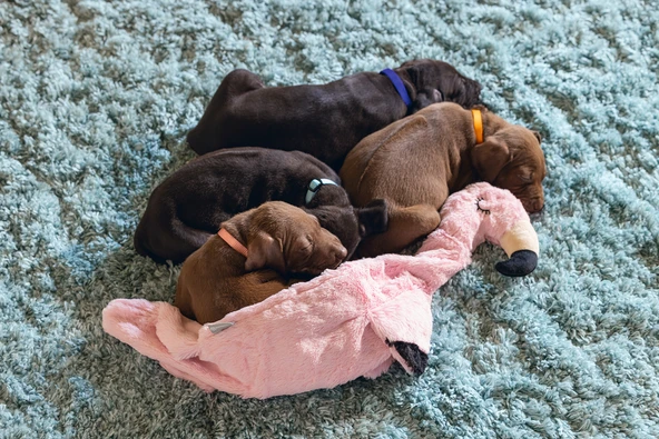 Beeztees Yavru Köpek Oyuncağı, Flamingo, Peluş, Pembe, 43x24x4cm - Resim 3