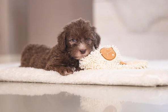 Beeztees Yavru Köpek Oyuncağı, Peluş, Beyaz, 37x28x4cm - Resim 2