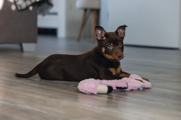 Beeztees Yavru Köpek Oyuncağı, Flamingo, Peluş, Pembe, 43x24x4cm - Resim 2