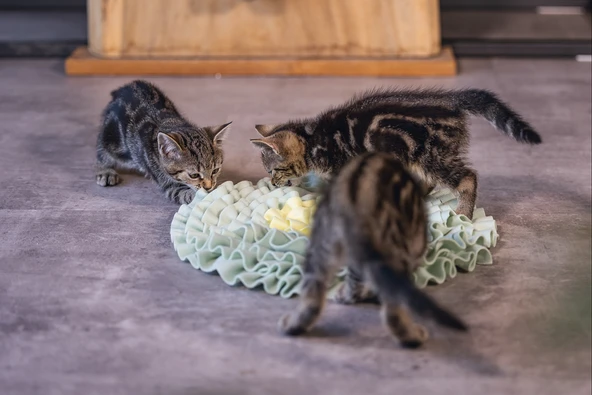 Beeztees Yavru Kedi Oyuncağı, Ödül Saklama, 38x38x3cm - Resim 3