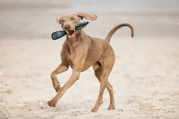 Beeztees Köpek Oyuncağı, Yüzen, Tenis Topu, Mavi/Sarı, 30x9,5x6,3cm - Resim 8