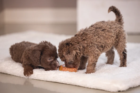 Beeztees Köpek Oyuncağı, Sesli, Donut, Lateks, Çeşitli Renklerde, 7x7x3cm - Resim 3