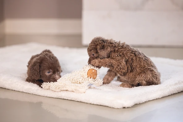 Beeztees Yavru Köpek Oyuncağı, Peluş, Beyaz, 37x28x4cm - Resim 3