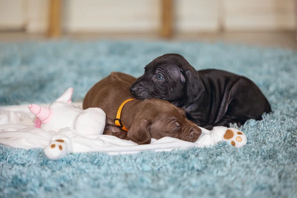 Beeztees Yavru Köpek Oyuncağı, Unicorn, Peluş, Beyaz, 33x25x14cm - Resim 8