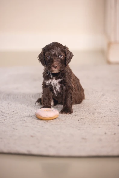 Beeztees Köpek Oyuncağı, Sesli, Donut, Lateks, Çeşitli Renklerde, 7x7x3cm - Resim 4