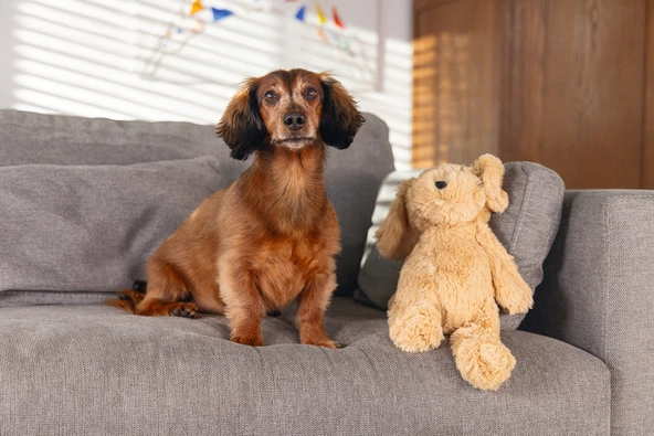 Beeztees Köpek Oyuncağı, Ayı, Peluş, Kahverengi, 41x15x13cm - Resim 2