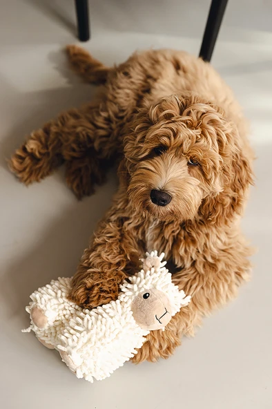 Beeztees Köpek Oyuncağı, Koyun, Peluş, Beyaz, 26x6x21cm - Resim 4