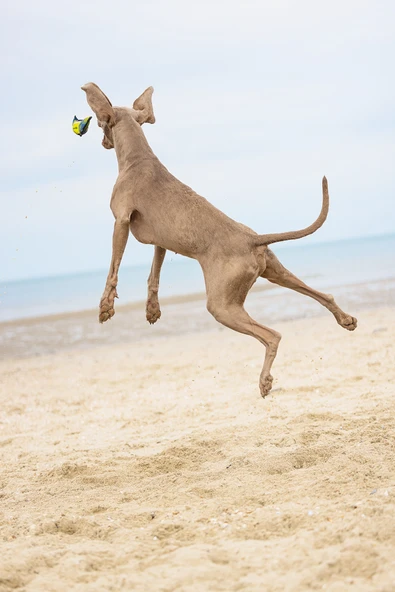 Beeztees Köpek Oyuncağı, Yüzen, Tenis Topu, Mavi/Sarı, 30x9,5x6,3cm - Resim 4