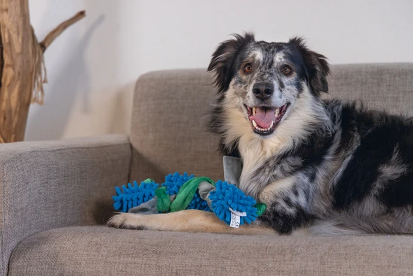 Beeztees Köpek Oyuncağı, Tut Getir, Peluş, Mavi-Yeşil, 37x7x7cm - Resim 3