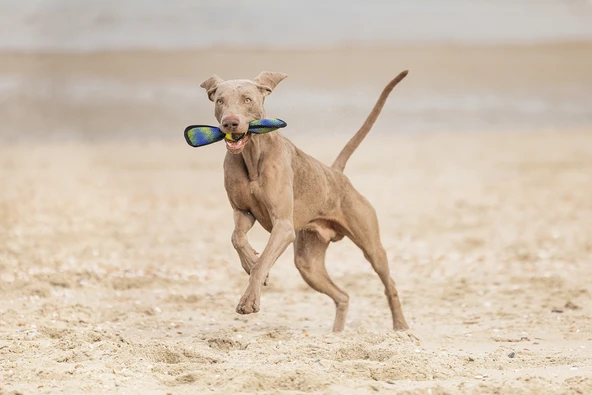 Beeztees Köpek Oyuncağı, Yüzen, Tenis Topu, Mavi/Sarı, 30x9,5x6,3cm - Resim 5