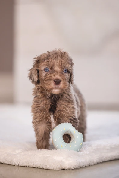 Beeztees Köpek Oyuncağı, Sesli, Donut, Lateks, Çeşitli Renklerde, 7x7x3cm - Resim 2